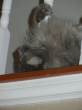 oliver-2012-008