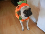 pompkin-sophie-2011-002