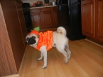 pompkin-sophie-2011-003