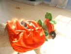 pompkin-sophie-2011-006