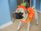 pompkin-sophie-2011-009