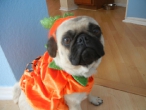 pompkin-sophie-2011-010
