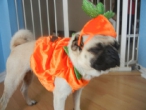 pompkin-sophie-2011-011