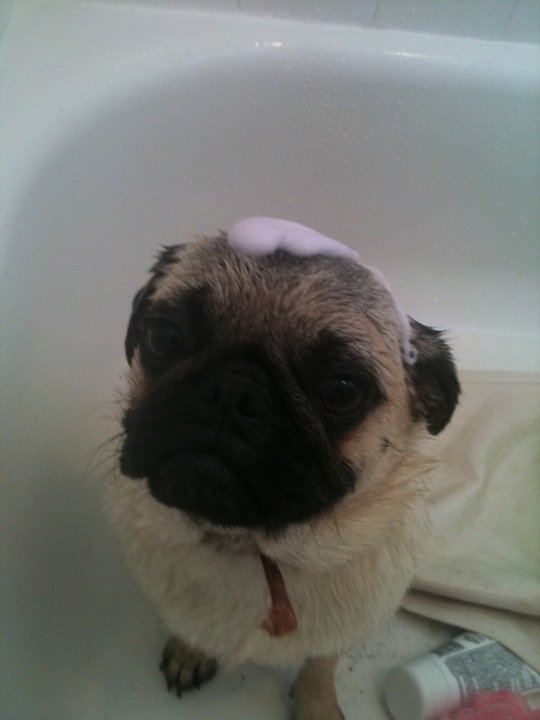 Baths & Dogs