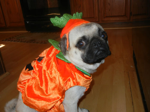 Pompkin-Sophie-2011-005