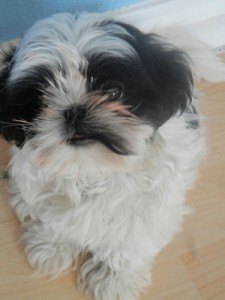 Pompkin-Sophie-2011-015