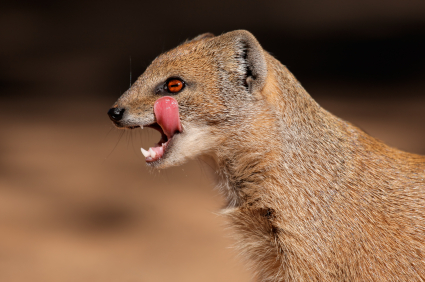 Mongoose Funny