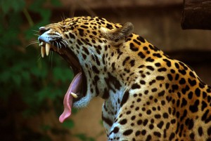 800px-Panthera_onca_at_the_Toronto_Zoo_2