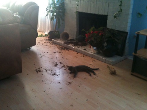 cat1