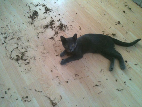cat2