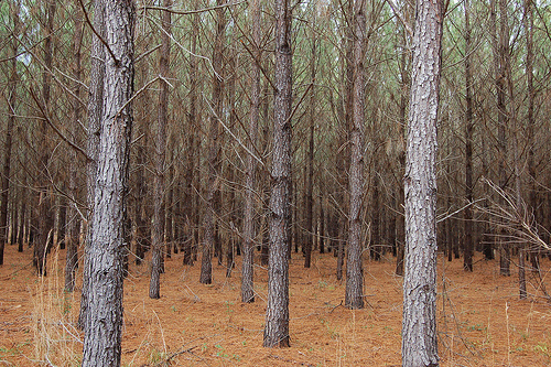pineforest