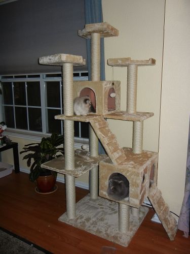 cat tree