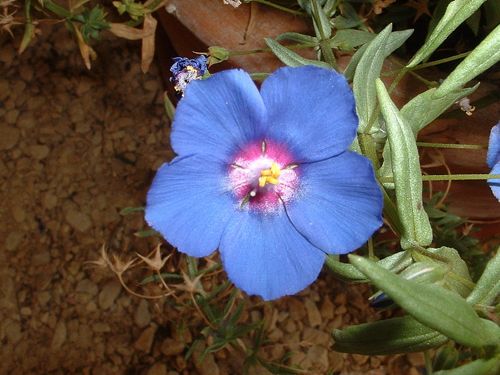 Anagallis_monelli-flower