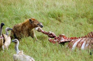 Hyena nom nom