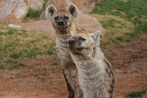 Hyena