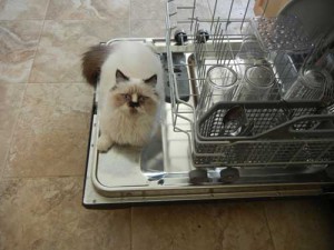 edward_dishwasher
