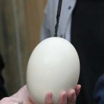 bigstock-Egg-2006825