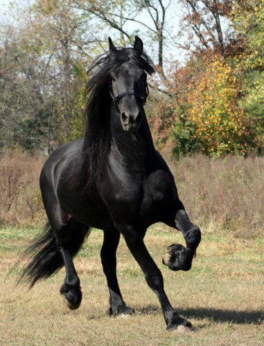 Friesian_Stallion