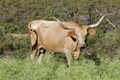 Credit: Ed Schipul from Houston, TX, US - Texas Longhorn