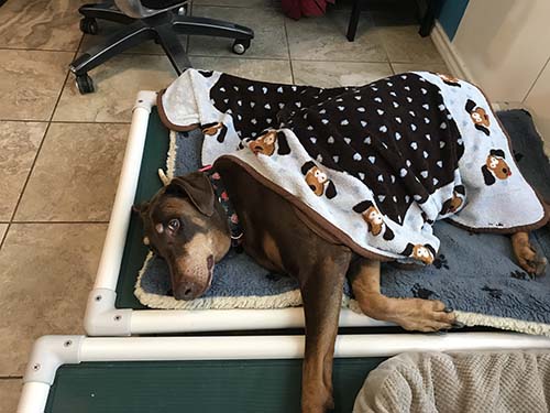 Del the dog under a blanket
