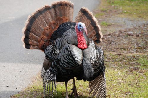 Turkey Strutting