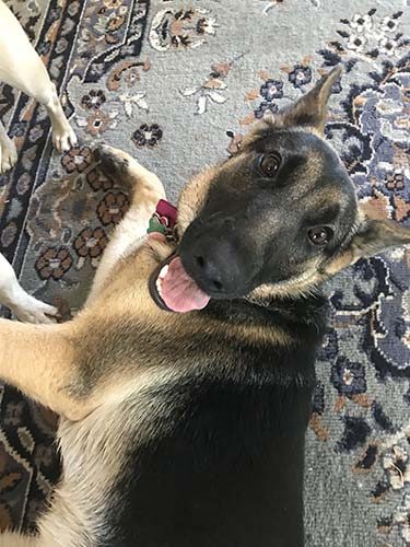 German Shepherd