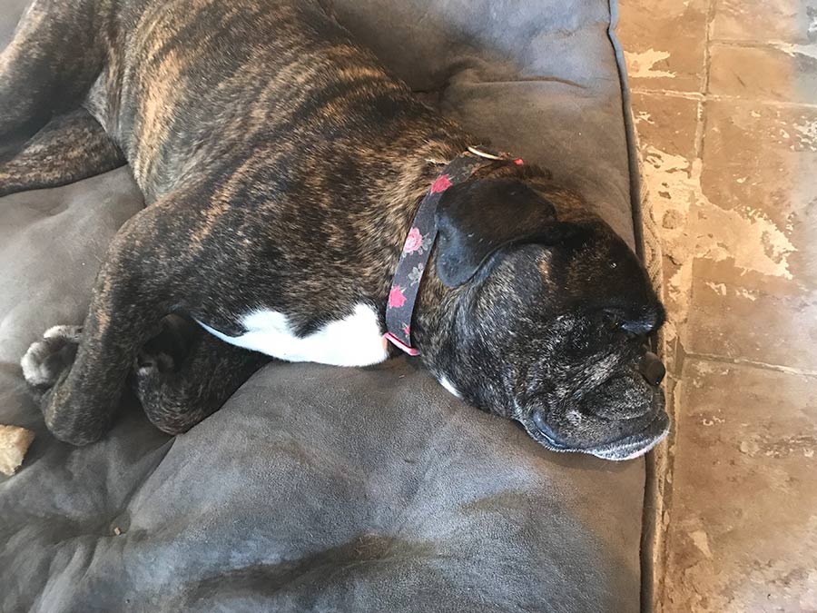 Sick bulldog