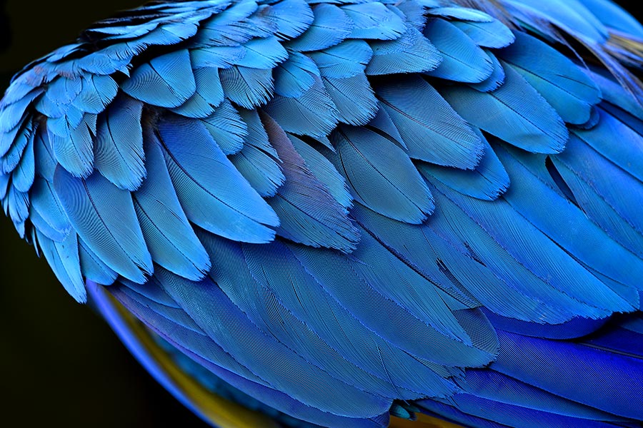 Blue feathers