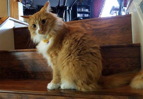 Giant orange cat