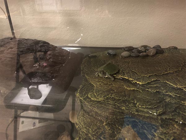 Tiny turtle on a rock