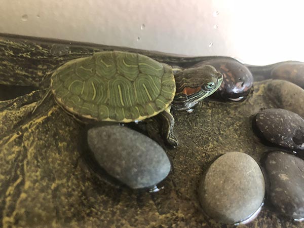 Portrait of the tiny turtle