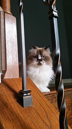Picture of Edward the cat on the stairs