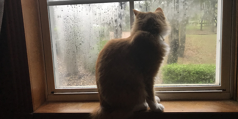 A cat on a windowsill watching the rain.